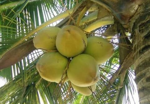 orgonindru