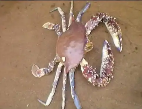 Crabe de mer Grand-popo