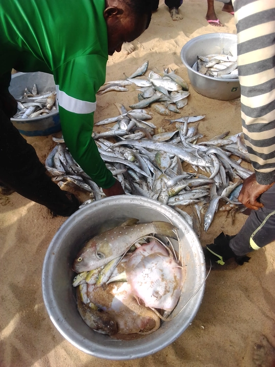 Diversité de poisson