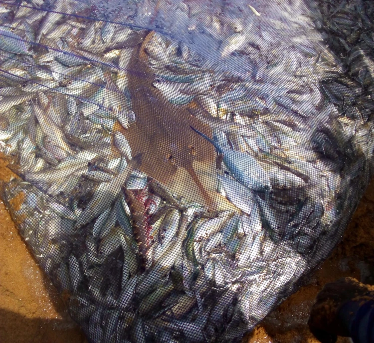 Filet remplie de poisson