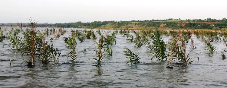 Technique de p̂eche en masse