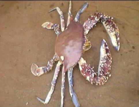 Crabe de mer Grand-popo Crabe de mer Grand-popo