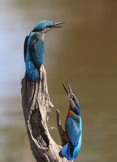 Des Oiseaux matin pêcheur Des Oiseaux matin pêcheur